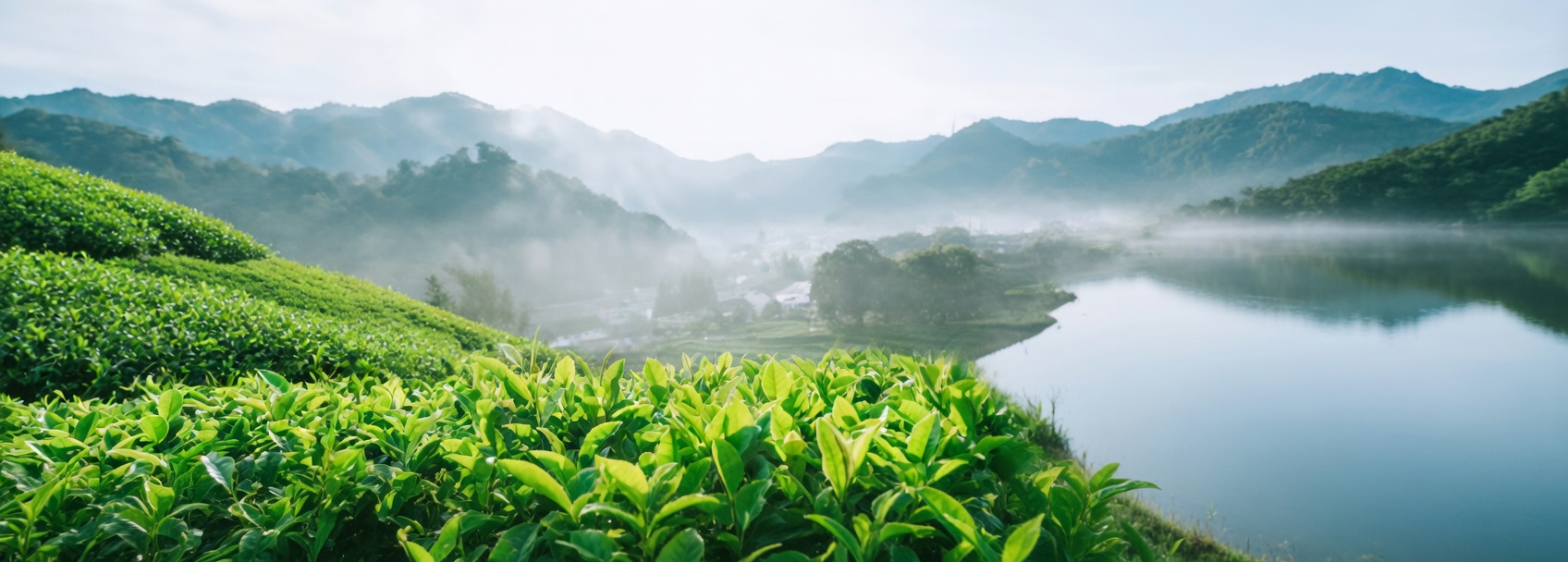 太湖碧螺春茶园